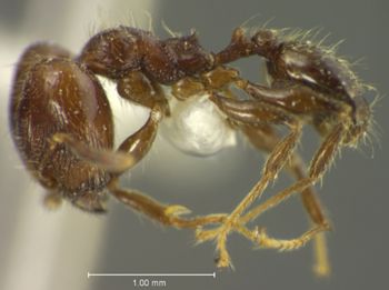 Media type: image; Entomology 35059   Aspect: habitus lateral view